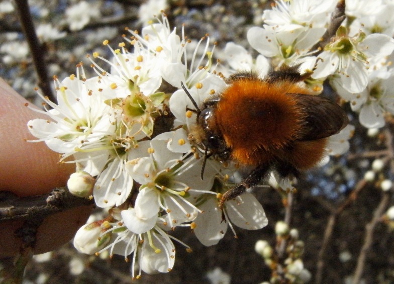 Bombus cfr pascuorum infreddolito